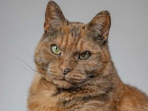 Exotic Shorthair