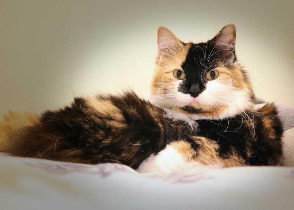 Maine Coon