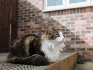 Manx