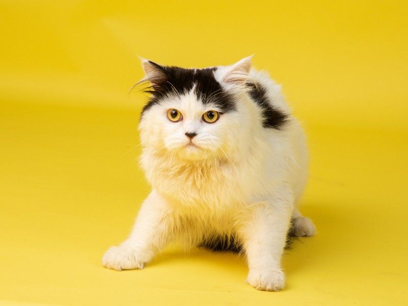 Persian