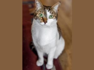 Turkish Van