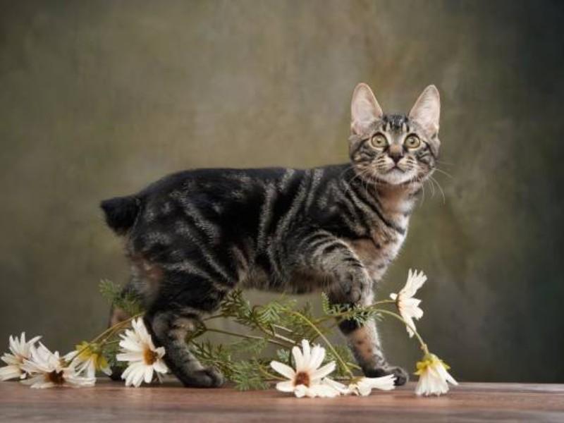 American Bobtail