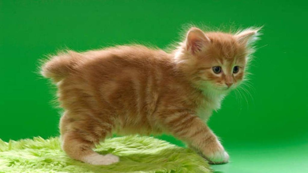 Bobtail Cat Breeds