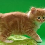 Bobtail Cat Breeds