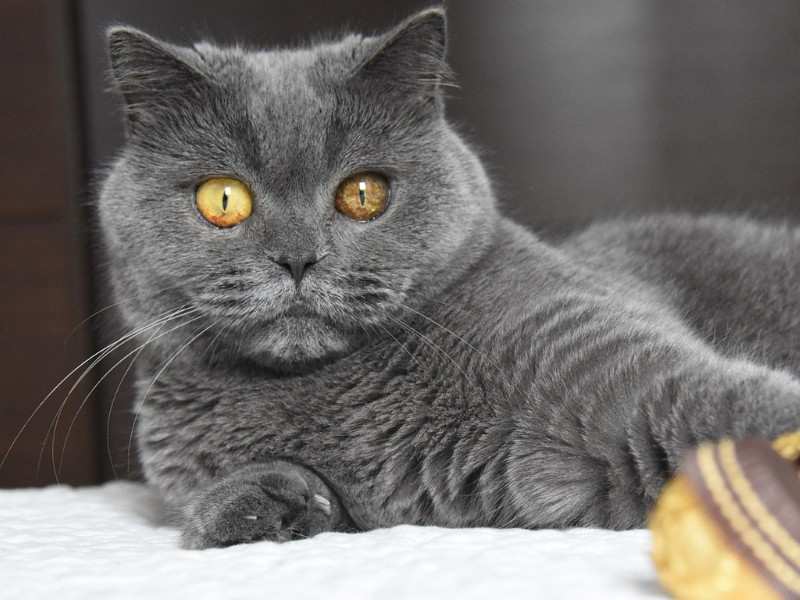 British Shorthair