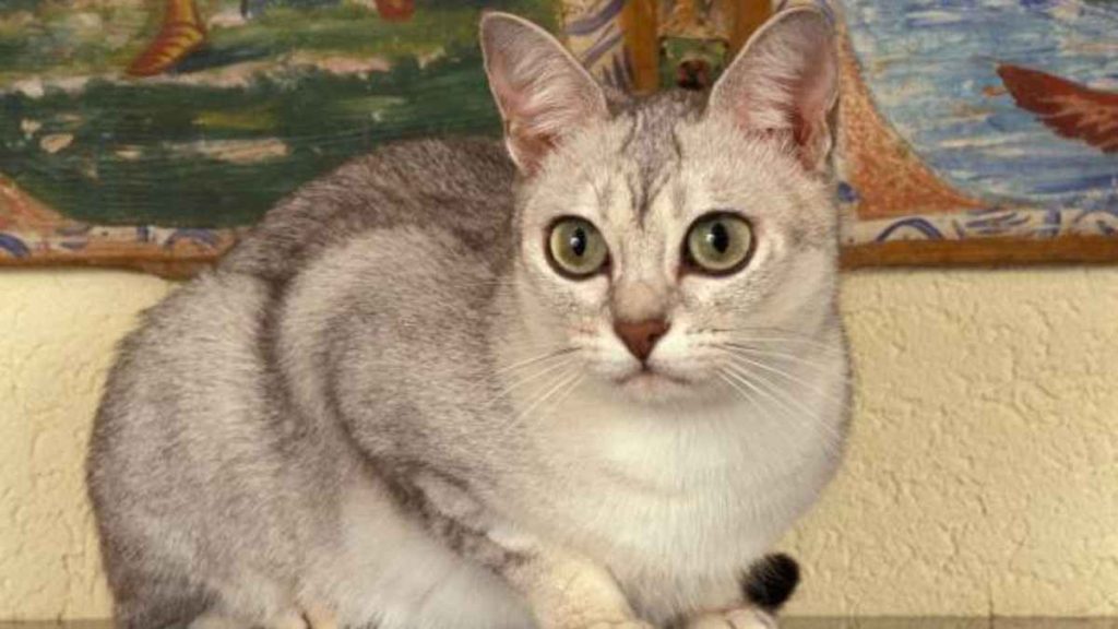 Brown Cat Breeds