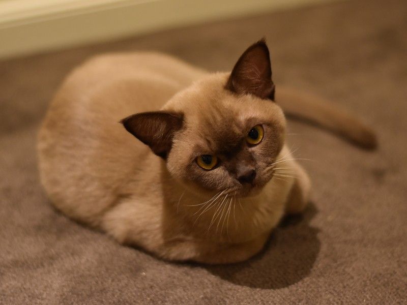 Burmese Cat