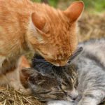 Cat Breeding