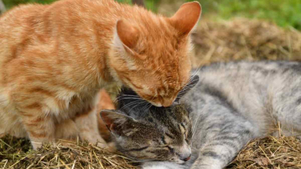 Cat Breeding