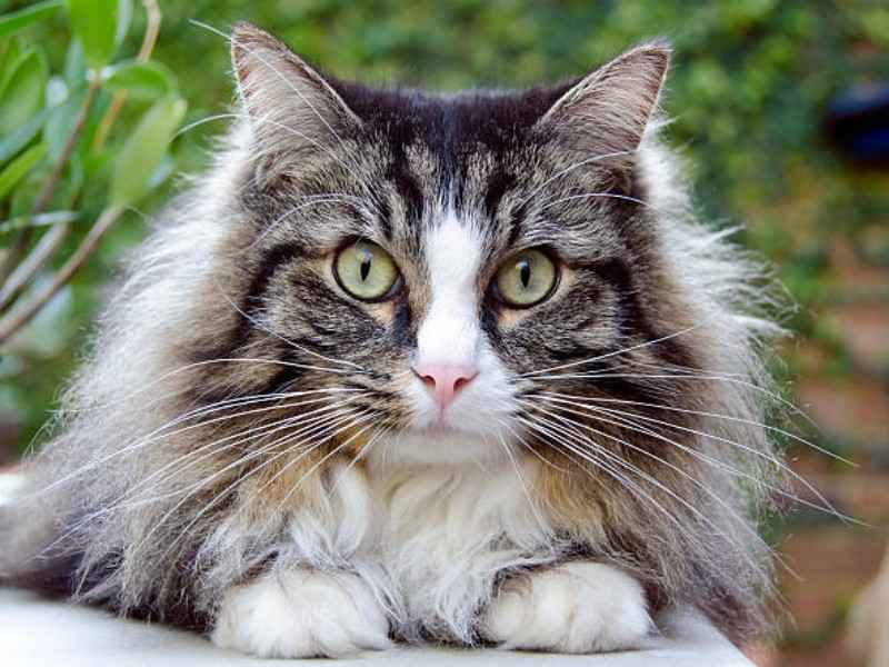 Cymric (Longhaired Manx)