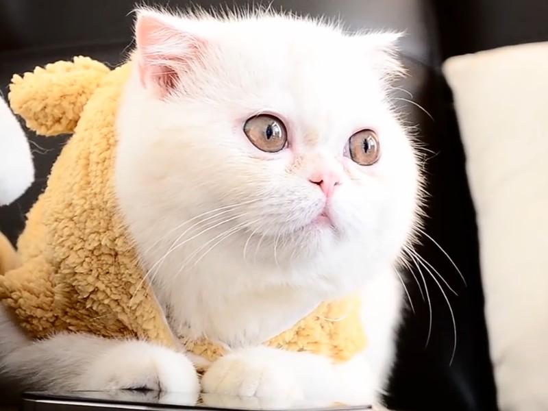 Exotic Shorthair