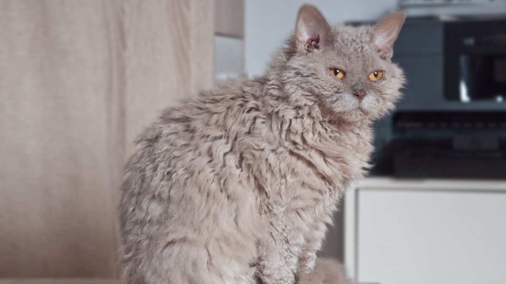 Flat-Faced Cat