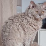 Flat-Faced Cat