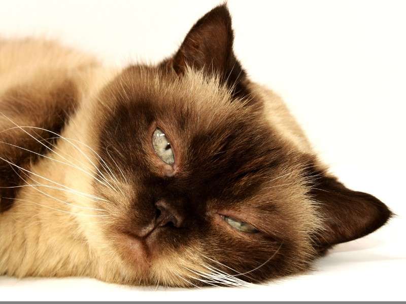 Himalayan Cat