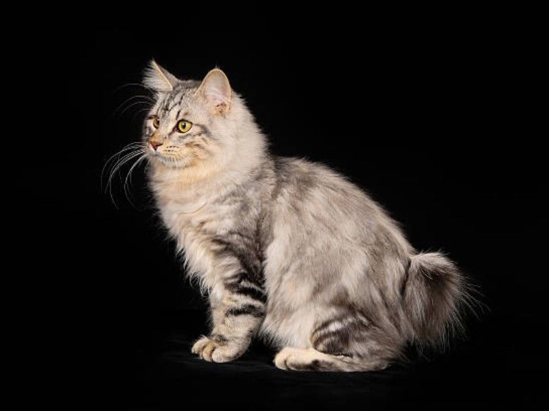 Kurilian Bobtail