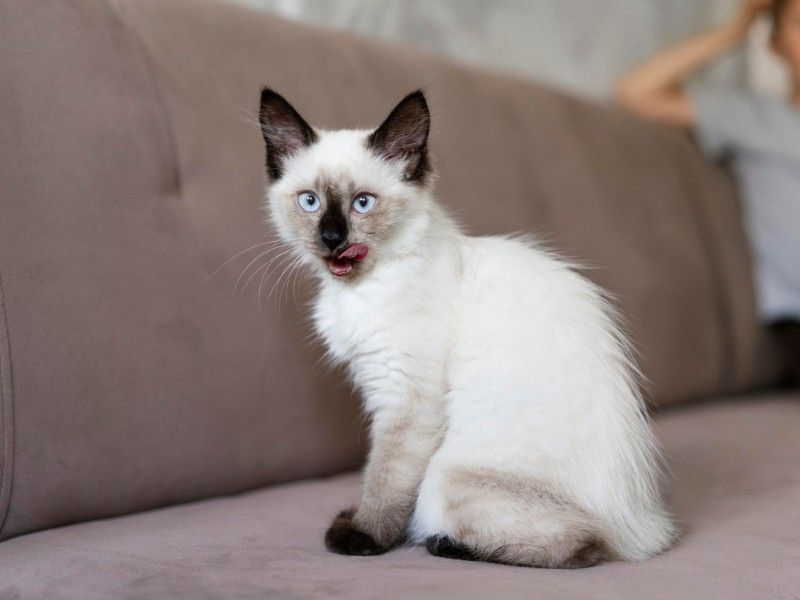 Mekong Bobtail