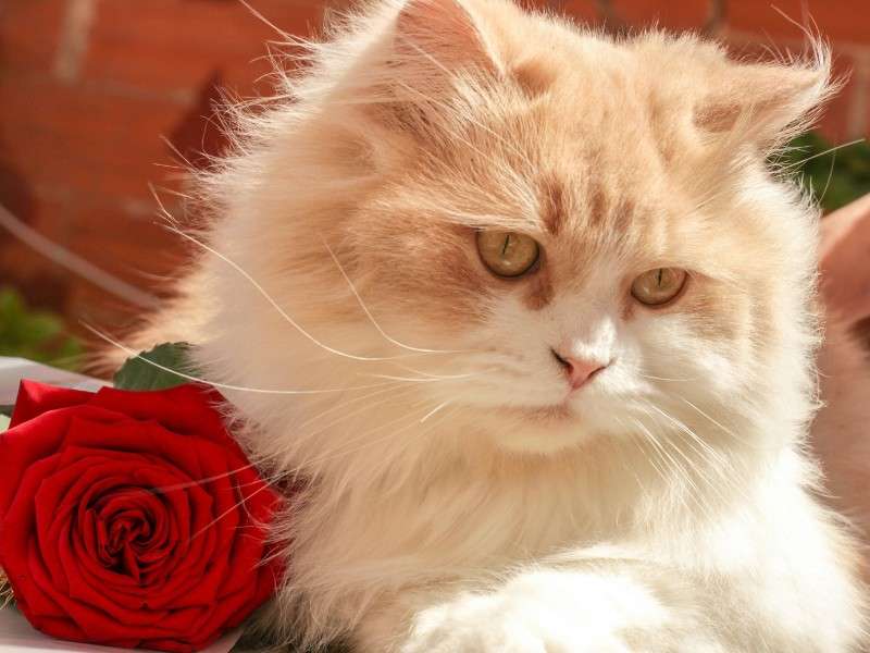 Persian Cat