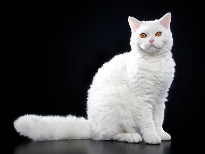 Selkirk Rex