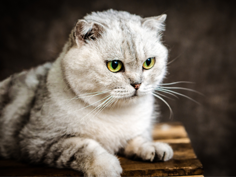 Scottish Fold