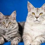 Most Intelligent Cat Breeds