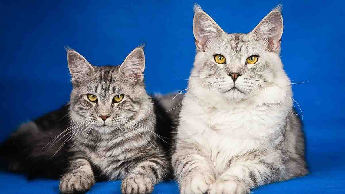 Most Intelligent Cat Breeds