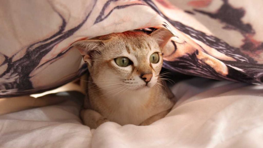 American Wirehair Cat