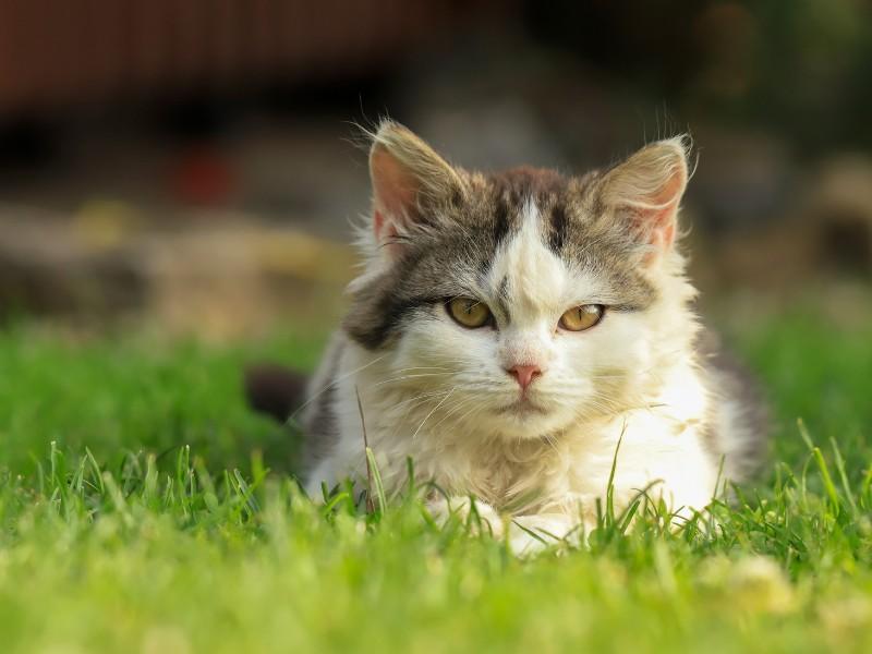 American Wirehair Cat