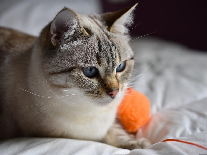 American Wirehair Cat