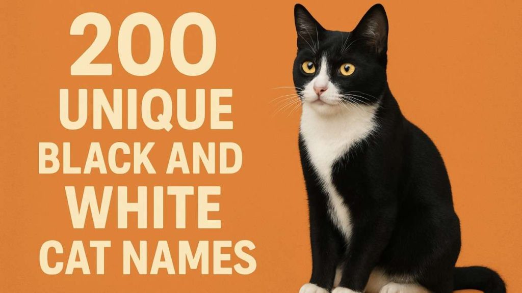 Black and White Cat