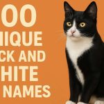 Black and White Cat