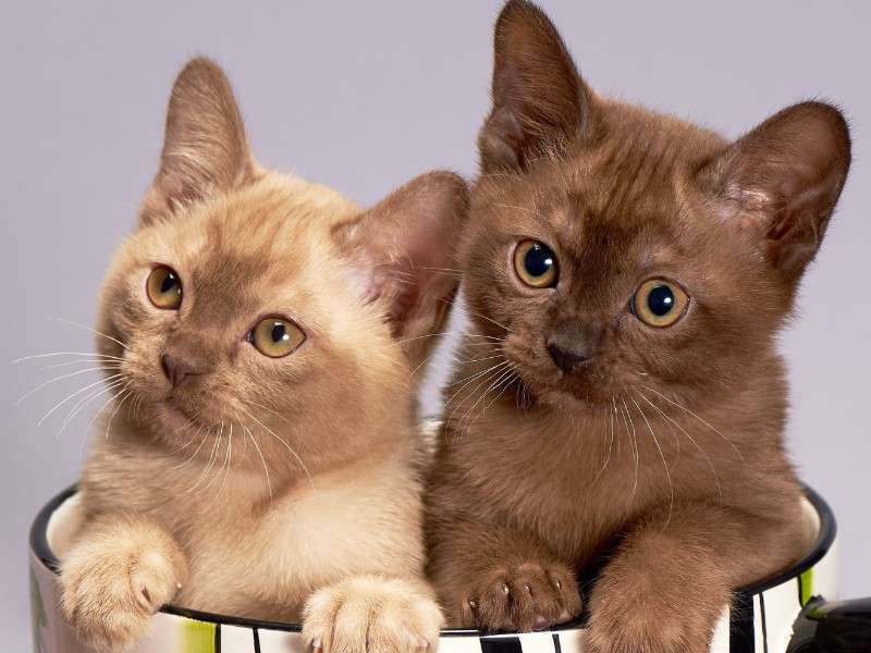 Burmese Cat