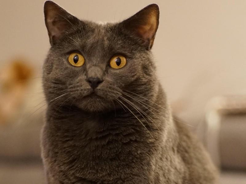 Chartreux