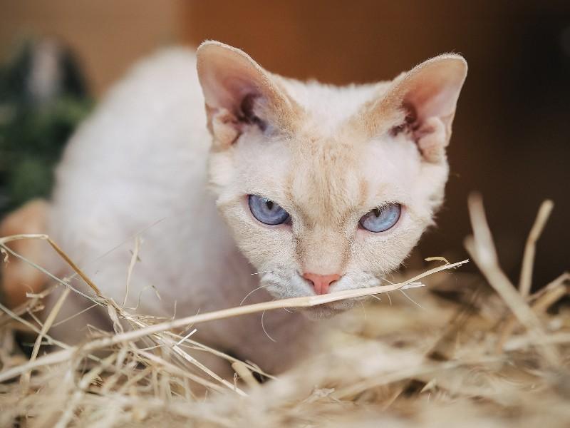 Devon Rex