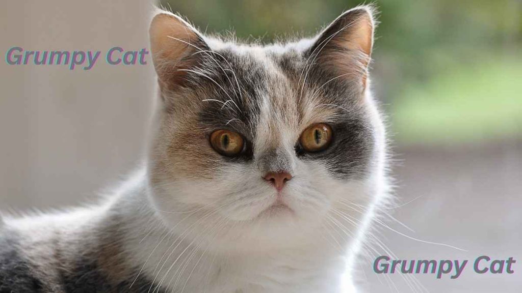 Grumpy Cat Breeds