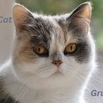 Grumpy Cat Breeds