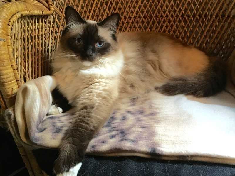 Himalayan Cat
