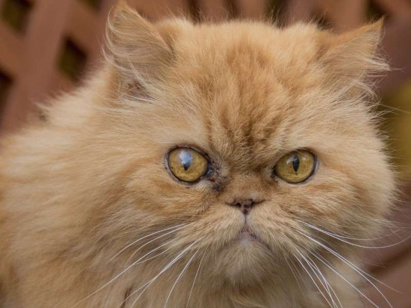 Persian Cat