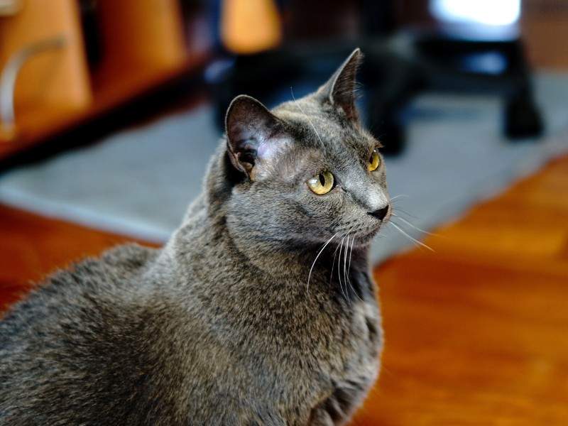 Russian Blue