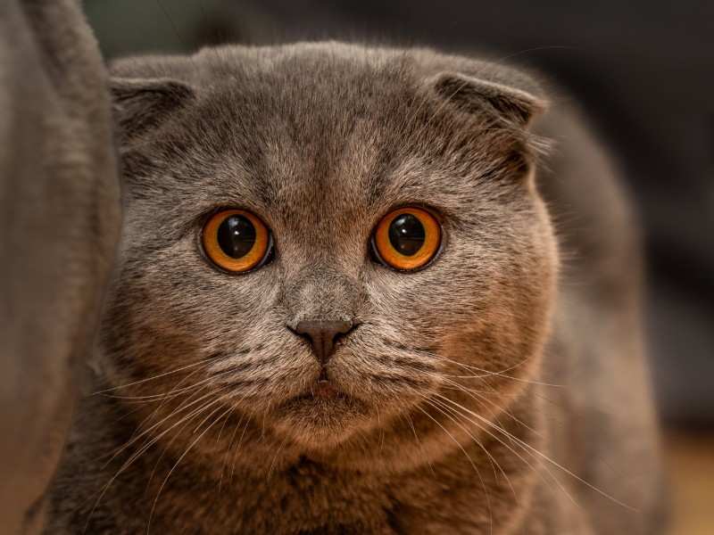 Scottish Fold