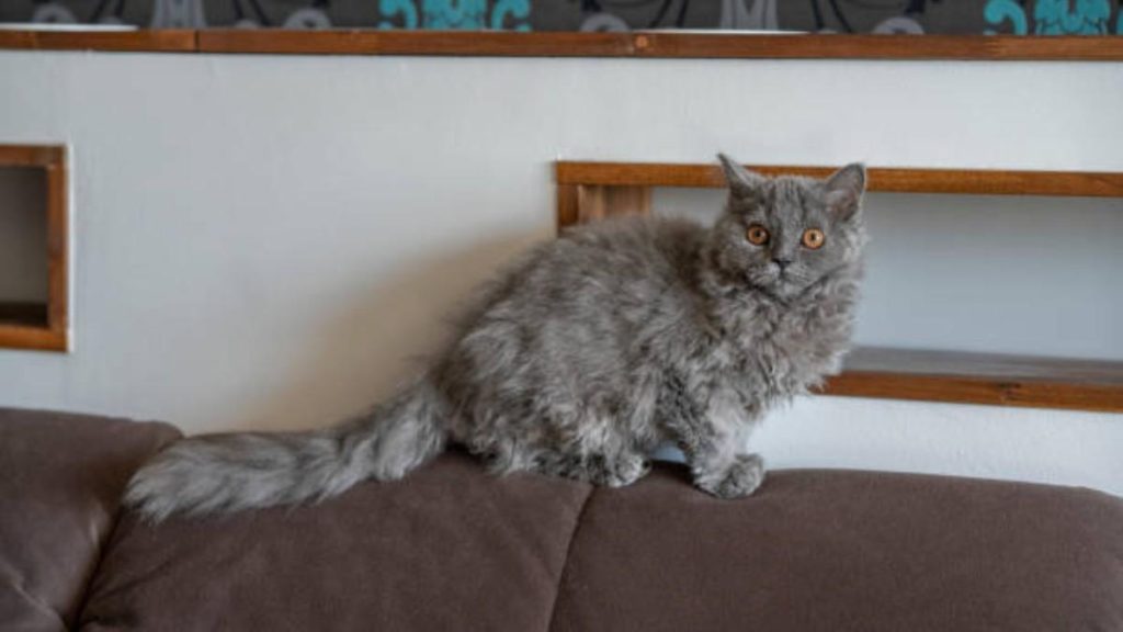 Selkirk Rex