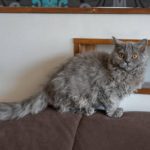 Selkirk Rex