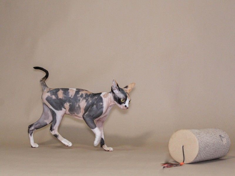 Sphynx Cat