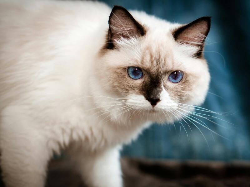 Thai Cat Breed