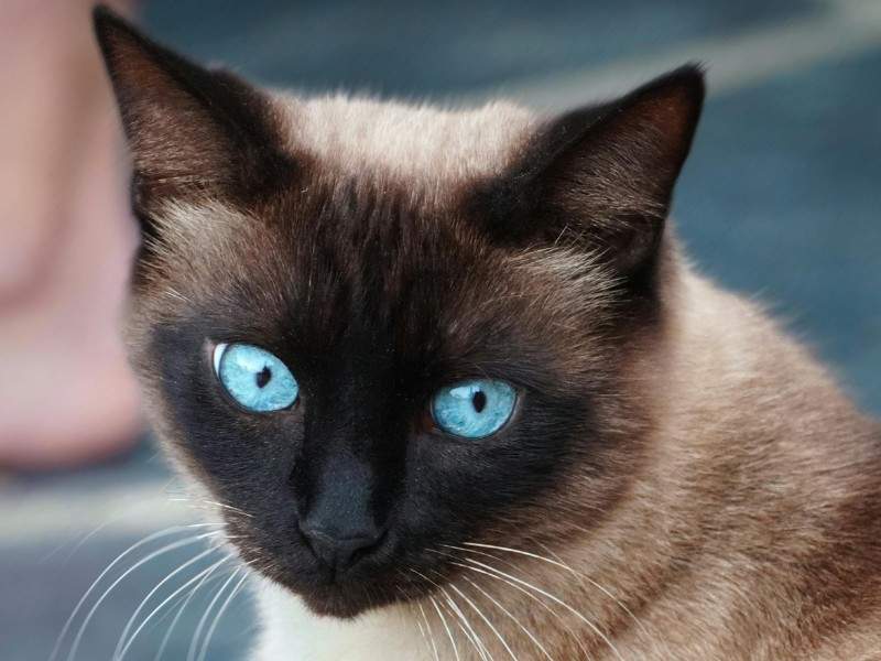 Thai Cat Breed