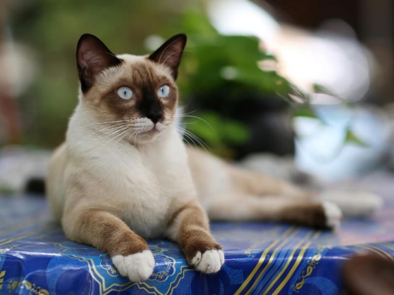 Thai Cat Breed
