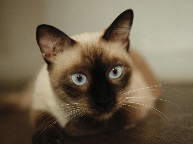 Thai Cat Breed