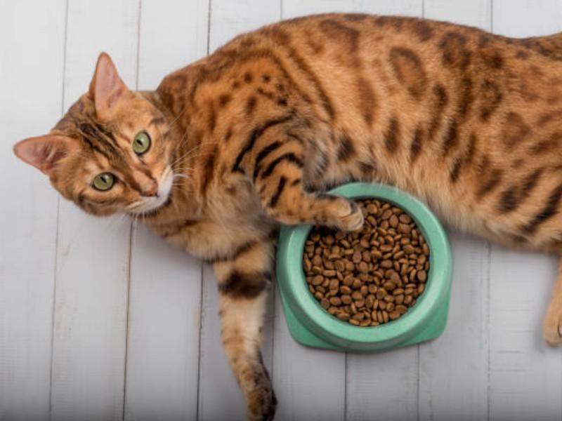 Cat Laying and playing with food