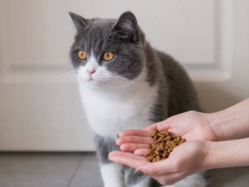 Cat Don't eating food