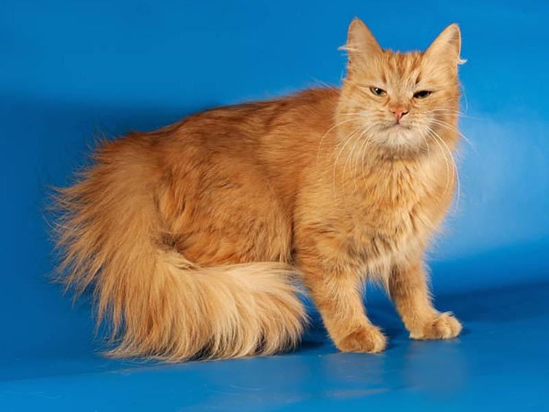 LaPerm Cat with Unique Tail