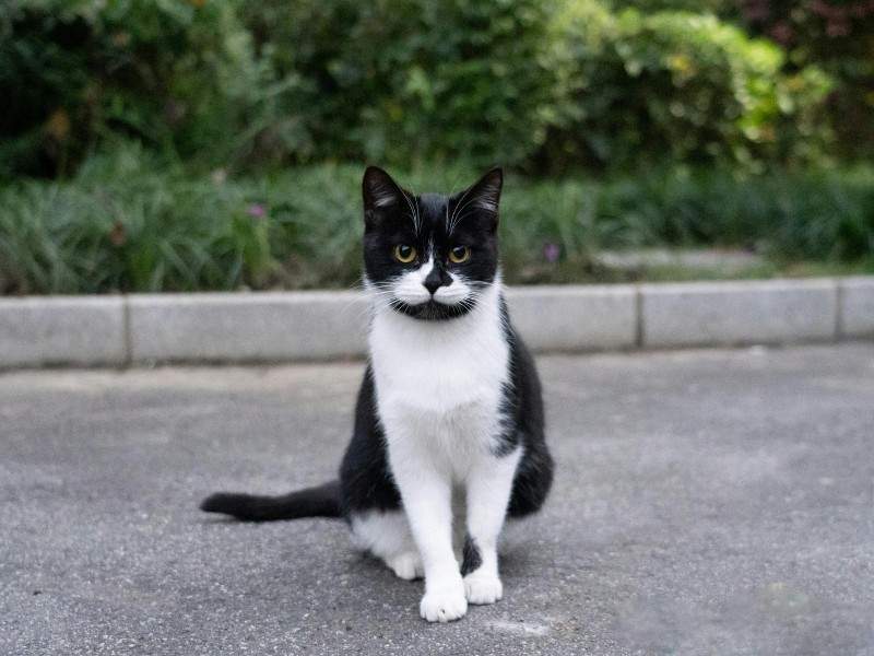 Black and White Cat